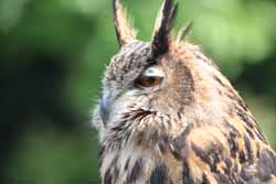 Eagle Owl