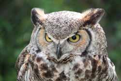 Eagle Owl