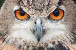 Eagle Owl