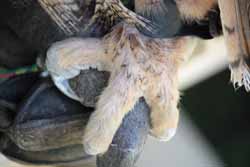 Eagle Owl