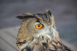Eagle Owl
