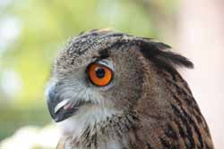 Eagle Owl