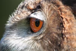 Eagle Owl