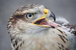 Ferruginous Hawk