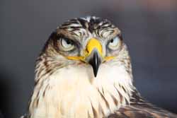 Ferruginous Hawk