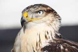Ferruginous Hawk