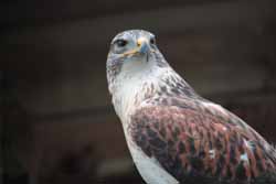 Ferruginous Hawk