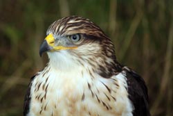 Ferruginous Hawk