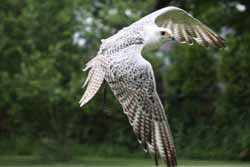 Gyr-Falcon