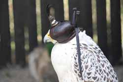Gyr-Falcon