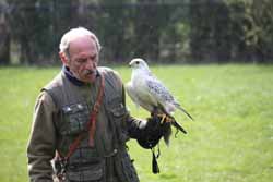 Gyr-Falcon