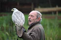 Gyr-Falcon