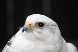 Gyr Falcon