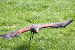 Harris Hawk