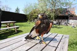 Harris Hawk