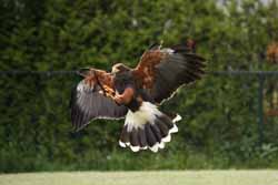 Harris Hawk