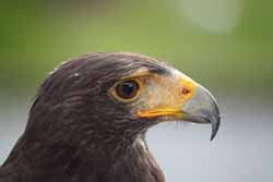 Harris Hawk