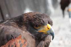 Harris Hawk