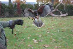 Harris Hawk