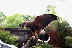Harris Hawk