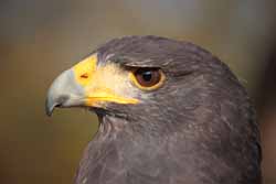 Harris Hawk