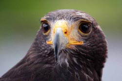 Harris Hawk