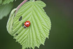 Ladybird