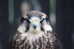 Lanner-Falcon