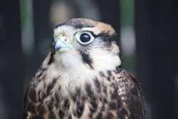 Lanner-Falcon