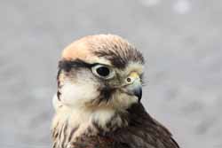 Lanner Falcon