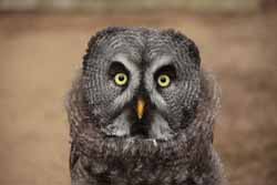 Lapland Owl