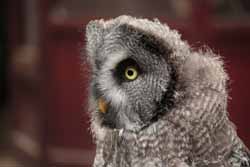 Lapland Owl