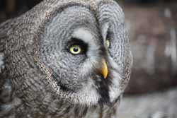 Lapland Owl