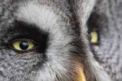 Lapland Owl