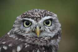 Little Owl