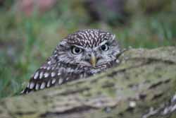 Little Owl
