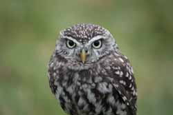 Little Owl