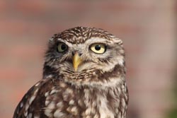 Little Owl