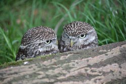 Little Owls