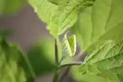 New Growth