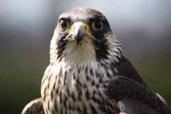Peregrine Falcon