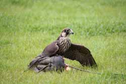 Peregrine Falcon