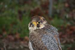 Peregrine Falcon