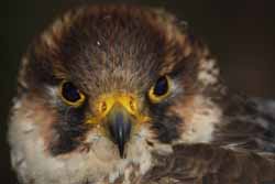 Peregrine Falcon