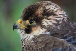 Peregrine Falcon