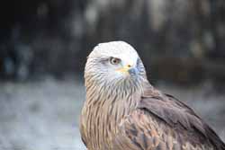 Red-Kite