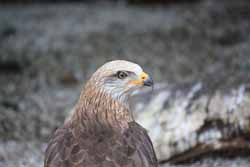 Red-Kite