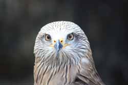 Red-Kite