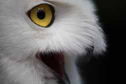 Snowy Owl