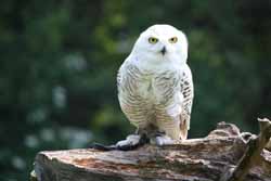 Snowy Owl
